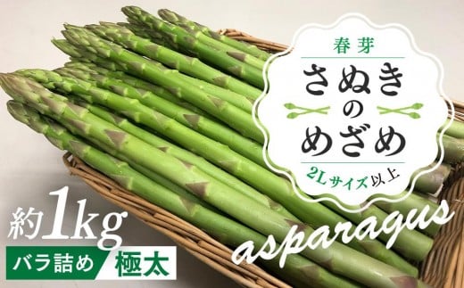 【2月下旬頃〜発送】カトちゃんさぬきのめざめロング 春芽 1kg 極太 2L以上香川県さぬき市14000野菜・きのこその他 野菜