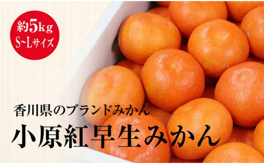 小原紅早生みかん (約5kg)化粧箱(S〜Lサイズ)香川県さぬき市17000果物・フルーツみかん・柑橘類