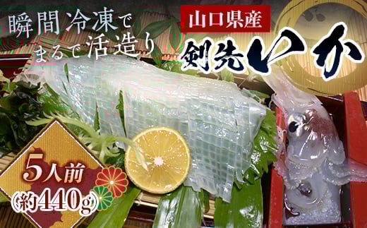 瞬冷まるで活造り!天然 剣先イカ 5人前程度 いか イカ 烏賊 活造り 刺身 おつまみ おかず 肴 魚介類 魚介 海鮮 海の幸 海産物 食品 F6L-044山口県山陽小野田市24000魚介・海産物イカ・タコ・ウ