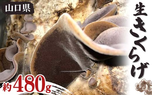 生きくらげ 約480g きくらげ キクラゲ 木耳 料理 ご当地 グルメ 食品 山口県 山陽小野田 F6L-656山口県山陽小野田市7000野菜・きのこきのこ