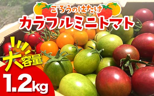 大容量 ごろうのはたけ カラフルミニトマト 1.2kg 高糖度 濃厚 トマト サラダ 山陽小野田 F6L-646山口県山陽小野田市15000野菜・きのこトマト