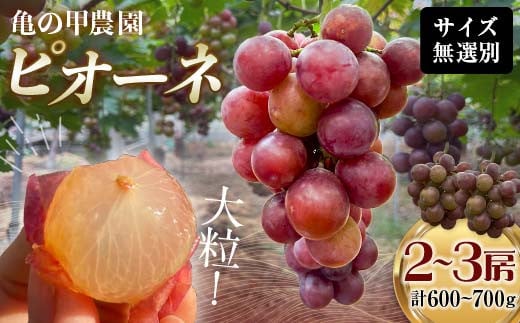 【農薬・化学肥料不使用】ぶどうの房 2〜3房(600〜700g) フルーツ ぶどう 葡萄 ブドウ ピオーネ 有機 無農薬 山口県 山陽小野田市 ふるさと納税 F6L-1225山口県山陽小野田市40000果物・フルー