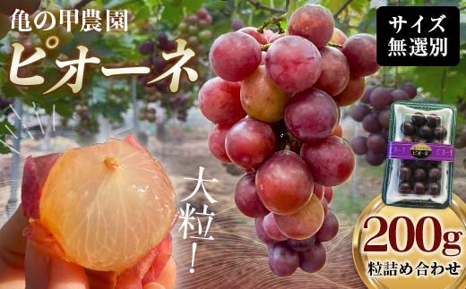 【農薬・化学肥料不使用】ぶどうの粒 無選別(200g) フルーツ ぶどう 葡萄 ブドウ ピオーネ 有機 無農薬 山口県 山陽小野田市 ふるさと納税 F6L-1226山口県山陽小野田市10000果物・フルーツマス