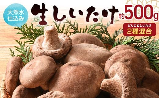 VRdݐ 2퍬 500g _ƒ  ő ǂ  ~bNX n O Hi 1~ȉ F6L-934RRzcs5000؁Ê̂