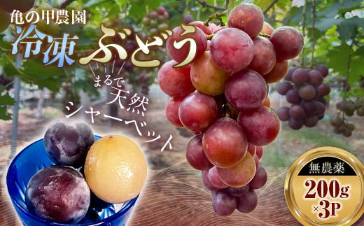 「冷凍ぶどう」200g×3パック(600g) フルーツ ぶどう 葡萄 ブドウ 山口県 山陽小野田市 ふるさと納税 F6L-1074山口県山陽小野田市27000果物・フルーツマスカット・ぶどう