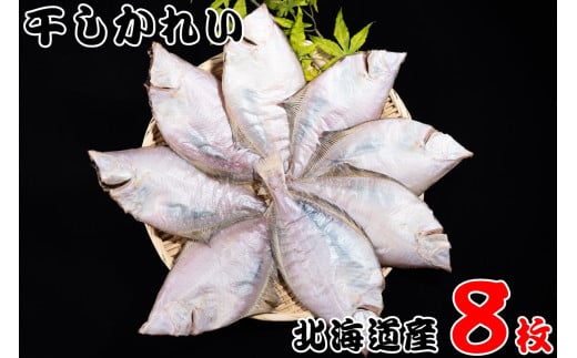 【08002】北海道産 宗八がれい(中) 一夜干し8枚北海道古平町5000魚介・海産物干物