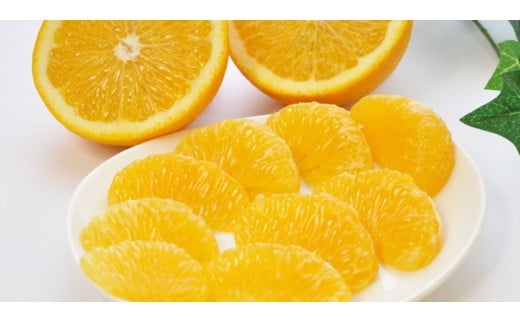 ƒpi͂j5kgȉd܂ށjy2026N120`za̎Ra̎Rs8000ʕEt[c݂Ek