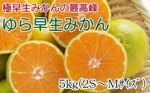 【極早生みかんの逸品】和歌山県産ゆら早生みかん約5kg★2025年10月中旬頃より順次発送【TM120】和歌山県和歌山市12000果物・フルーツみかん・柑橘類