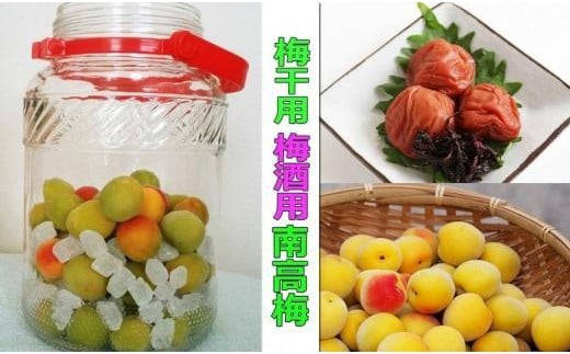 m~E~pni3L܂2L|10Kgjn썂~2026N6{`77\聄t[c ʕ  Hi lC  mART05na̎Ra̎Rs110000ʕEt[c̑ ʕEt