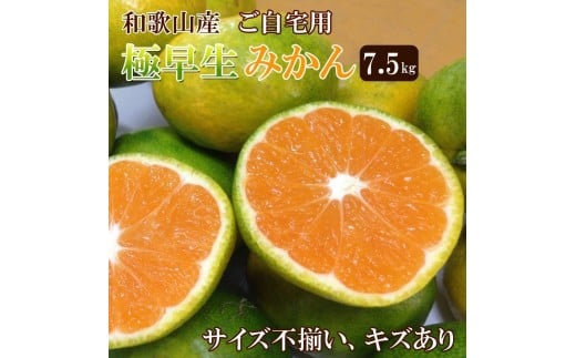 和歌山産 【極早生】みかん 7 . 5kg 【訳あり】【サイズ不揃い・キズ等あり】和歌山県和歌山市9000果物・フルーツみかん・柑橘類