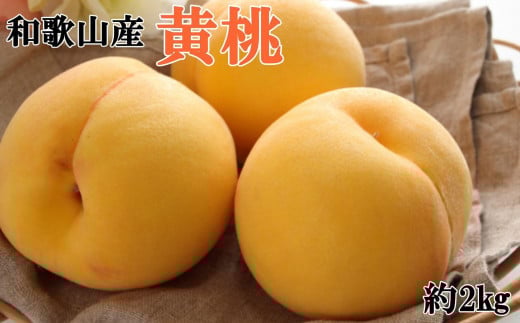 人気 和歌山県産 黄桃(つきあかり、ゆめおうみ)約2kg【数量限定】 ★2026年7月中旬〜8月上旬頃順次発送★【TM177】和歌山県和歌山市17000果物・フルーツもも・すもも