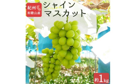 VC}XJbg 1kg@IBa̎R 炬Ym2026N8{ȍ~\nmUT118na̎Ra̎Rs18000ʕEt[c}XJbgEԂǂ