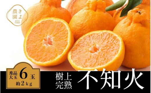 不知火 希少な樹上完熟! 秀品大玉 6個入 (約2kg) 【2026年2月下旬頃〜4月中旬頃まで発送】【KT2】和歌山県和歌山市10000果物・フルーツみかん・柑橘類