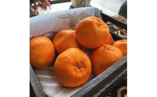 I n |J 3kgms\nmMS49na̎Ra̎Rs11000ʕEt[c݂Ek