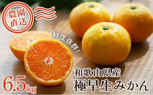 極早生みかん 約6.5kg 大小混合 《ご家庭用》ちょっと訳あり 和歌山県より農園直送!まごころ産直みかん【北海道・沖縄県・一部離島 配送不可】混合サイズ ミカン 蜜柑 温州みかん わけあ