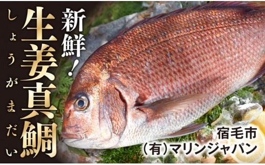 高知産の生姜を食べて育った、新鮮絶品の「生姜真鯛」(贅沢加工)高知県宿毛市20000魚介・海産物鮮魚