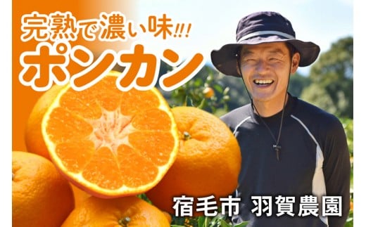 羽賀農園 完熟 ポンカン 4kg みかん 柑橘 フルーツ 果物 旬 季節 贈答 ギフト 贈り物 お歳暮 お中元 自宅用 家庭用 甘い 酸味 ジューシー 産地直送 農家 特産品 名産 高知県 四国 国産 宿毛市