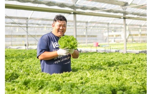 おかけんふぁーむのリーフレタス(栽培期間中農薬不使用)高知県宿毛市10000野菜・きのこその他 野菜