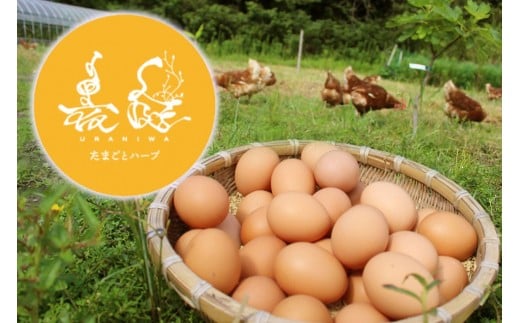 放し飼い養鶏のたまご 6個入り 3パック高知県宿毛市8000卵・乳製品卵(鶏、烏骨鶏等)