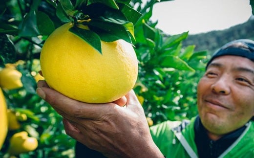 吉岡農園のすくも文旦5kg家庭用高知県宿毛市11000果物・フルーツみかん・柑橘類