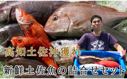 新鮮土佐魚の詰合せセットE高知県宿毛市60000魚介・海産物鮮魚