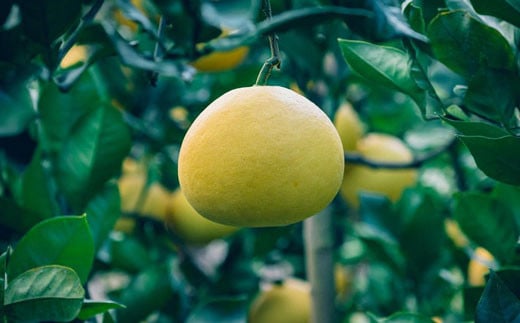 石黒定行の土佐文旦10kg家庭用高知県宿毛市20000果物・フルーツみかん・柑橘類