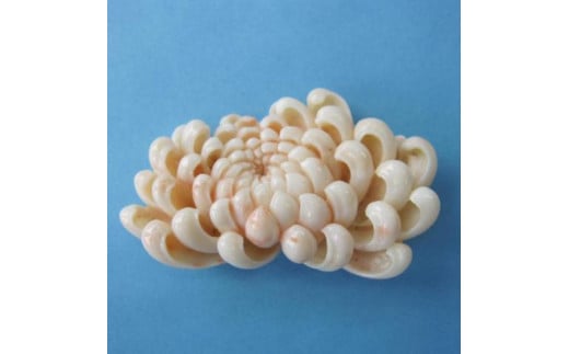 珊瑚職人館の珊瑚のルース(p28)高知県宿毛市504000衣類・装飾品・工芸品アクセサリー