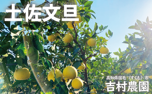 吉村農園の土佐文旦大玉10kg(家庭用)高知県宿毛市20000果物・フルーツみかん・柑橘類