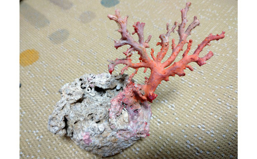 海の秘宝珊瑚:珊瑚の原木06高知県宿毛市240000衣類・装飾品・工芸品その他 装飾品・工芸品