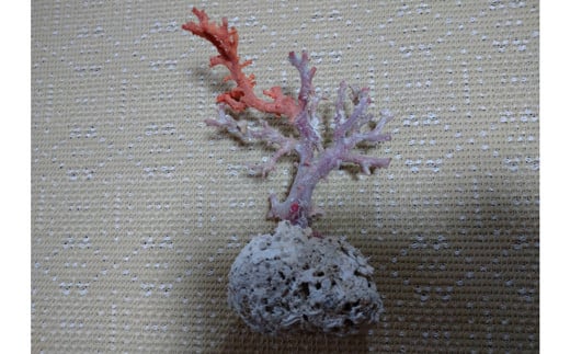 海の秘宝珊瑚:珊瑚の原木07高知県宿毛市480000衣類・装飾品・工芸品その他 装飾品・工芸品
