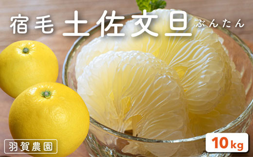 羽賀農園 土佐文旦 10kg 家庭用 柑橘 果物 フルーツ 特産品 文旦 ぶんたん ブンタン 高知県 返礼品 旬 季節 贈答用 ギフト 贈り物 果汁 甘酸っぱい ビタミンC 食物繊維 健康 美容 産地直送 新鮮