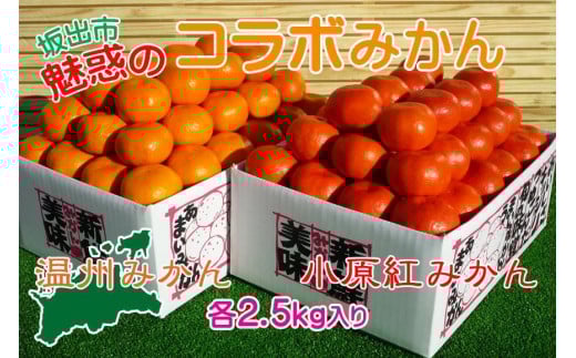≪先行受注≫小原紅早生 & 完熟温州 セット 約5kg ( 小原紅早生みかん約2.5kg & 完熟温州みかん約2.5kg ) S 〜 Lサイズ | みかん香川県坂出市16000果物・フルーツみかん・柑橘類