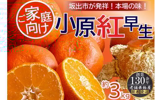 ご家庭向け!小原紅早生みかん 約3kg【坂出発祥の真っ紅なお蜜柑】香川県坂出市11000果物・フルーツみかん・柑橘類