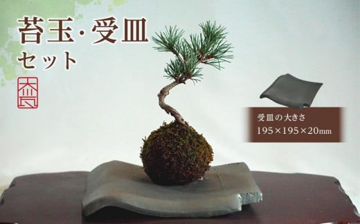 苔玉・受皿 セット(1)香川県坂出市18000衣類・装飾品・工芸品その他 装飾品・工芸品