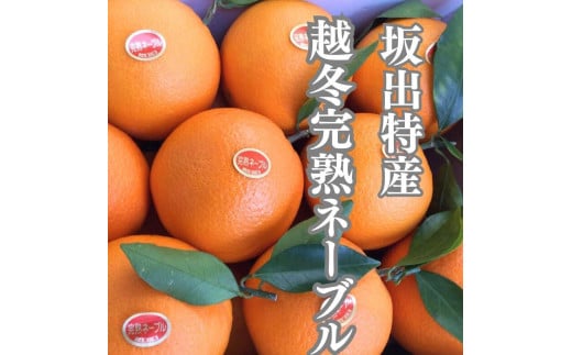 越冬完熟袋掛けネーブル 約5kg (15〜20個入り)香川県坂出市18000果物・フルーツみかん・柑橘類