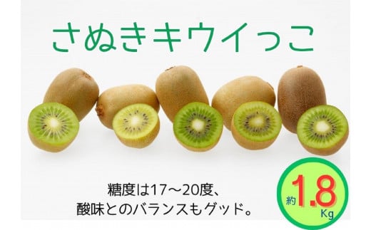 <先行受付 2025年発送>さぬきキウイっこ キウイフルーツ 約1.8kg香川県坂出市16000果物・フルーツその他 果物・フルーツ