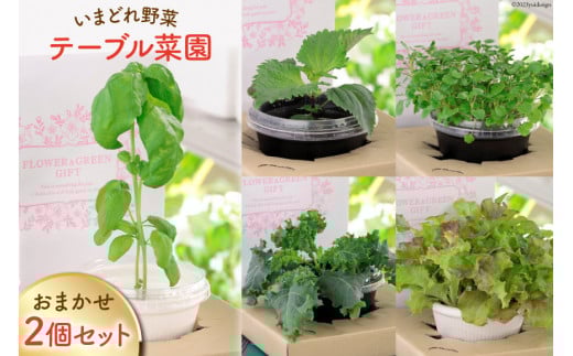  ܂ǂ؁ue[u؉v܂QZbg [SP~UL {茧 s 452060980] ͔|Lbg k͔| |bg Lbg  ƒ؉ VN{茧s11000؁Ê̑ 