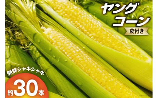 yԌ蔭zǂ OR[  30{ [c| {茧 s 452060157] Ƃ낱 gERV xr[R[ VN ̂ꂽ  s\{茧s10000؁Ê