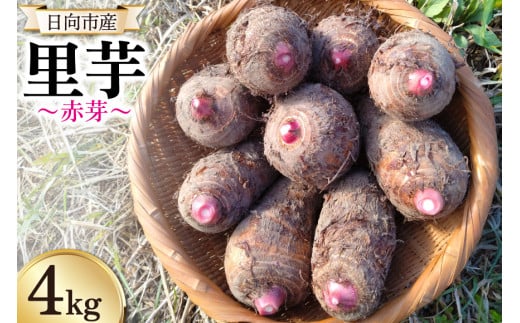 yԌ蔭z  ԉ 4kg [b㎩Rh_ {茧 s 452060524] Ƃ zNzN{茧s12000؁Ê卪EjWEؗ
