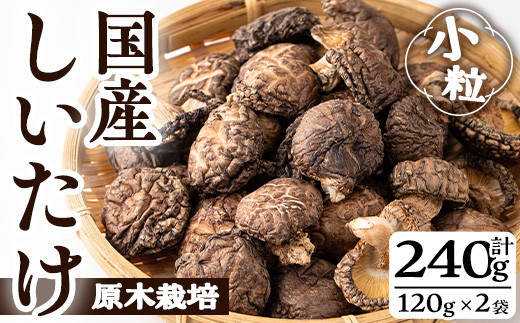 国産しいたけ(計240g・2袋) しいたけ きのこ 常温【九南サービス(タマチャンショップ)】A500-v01鹿児島県曽於市9500野菜・きのこきのこ
