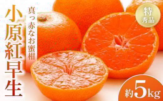 【2025年11月中旬より発送】特秀品!真っ赤なお蜜柑「小原紅早生」約5kg香川県小豆島町18000果物・フルーツみかん・柑橘類