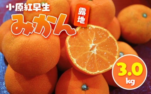 小原紅早生みかん(露地) 3.0kg香川県小豆島町13000果物・フルーツみかん・柑橘類