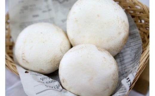 cƂ̃W{}bV[ [0087]錧~s14000؁Ê̂