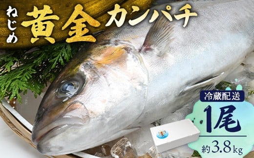 【着日指定可】鹿児島 ねじめ黄金カンパチ 1尾 約3.8kg (3.6〜4.0kg) JF-501 | 魚 直送 冷蔵 養殖 根占 さかな 身が引き締まった かんぱち 漁師 刺身 寿司 しゃぶしゃぶ ぷりぷり食感 鹿児島県 南大