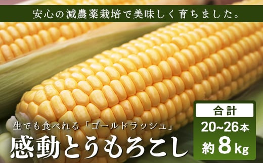 【数量限定】 【先行予約・2026年5月〜】感動とうもろこし  ( 約8kg / 20〜26本 ) AX7522 |野菜 やさい とうもろこし ゴールドラッシュ トウモロコシ 新鮮 産地直送 先行予約 数量限定 8kg鹿児島県
