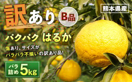 パクパクはるか 5kg バラ詰め 訳あり(B品) みかん ミカン 柑橘 果物 フルーツ【2026年2月下旬-6月下旬発送】熊本県水俣市12000果物・フルーツみかん・柑橘類