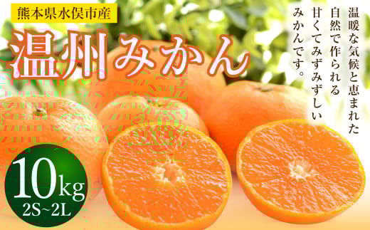 温州みかん 約10kg 2S〜2L ミカン 柑橘 果物 フルーツ 【2025年11月上旬から2025年12月上旬まで順次発送予定】熊本県水俣市15000果物・フルーツみかん・柑橘類