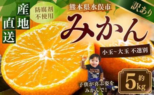 訳あり みかん 約5kg 蜜柑 ミカン 果物 くだもの フルーツ 【2025年10月上旬から2026年2月下旬順次発送予定】熊本県水俣市11000果物・フルーツみかん・柑橘類