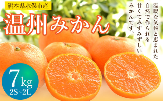 温州みかん 約7kg 2S〜2L みかん 果物 くだもの フルーツ 柑橘 【2025年11月上旬から2025年12月上旬まで順次発送予定】熊本県水俣市12000果物・フルーツみかん・柑橘類