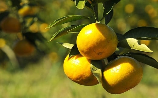 《赤秀》【極早生みかん】約5kg(和歌山県・下津町産)産地直送(S・M・Lサイズ)和歌山県海南市12000果物・フルーツみかん・柑橘類